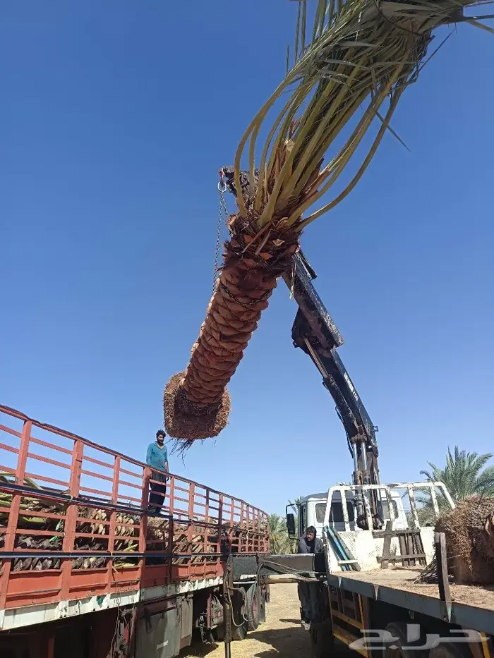نخل للبيع مثمر الرياض رماح نخل بنبان نخيل الدرعيه نخل 3