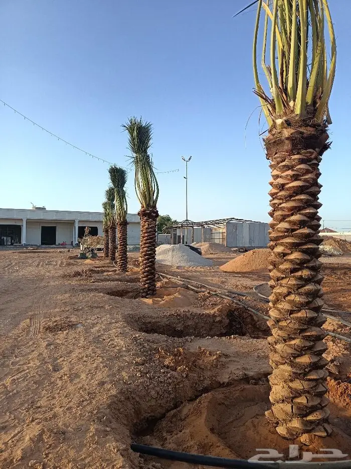 نخل للبيع مثمر الرياض رماح نخل بنبان نخيل الدرعيه نخل 1