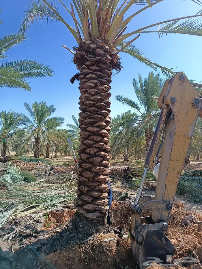 نخل للبيع مثمر الرياض رماح نخل بنبان نخيل الدرعيه نخل 2