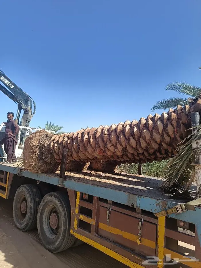 نخل للبيع مثمر الرياض رماح نخل بنبان نخيل الدرعيه نخل 4