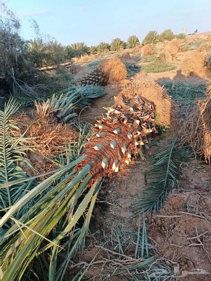 نخل للبيع مثمر الرياض رماح نخل بنبان نخيل الدرعيه نخل 5