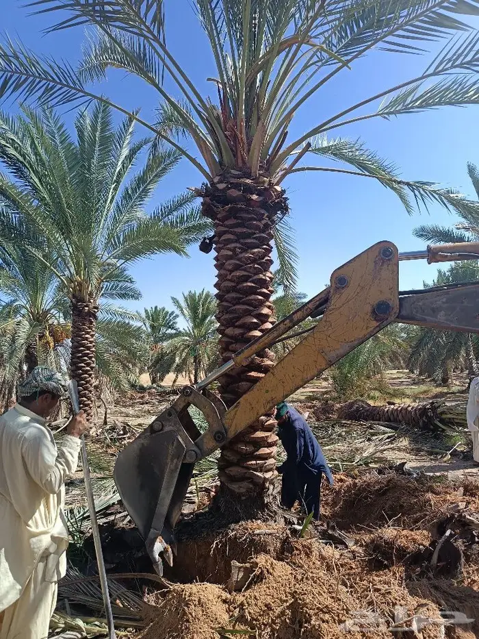 نخل للبيع مثمر الرياض رماح نخل بنبان نخيل الدرعيه نخل 6
