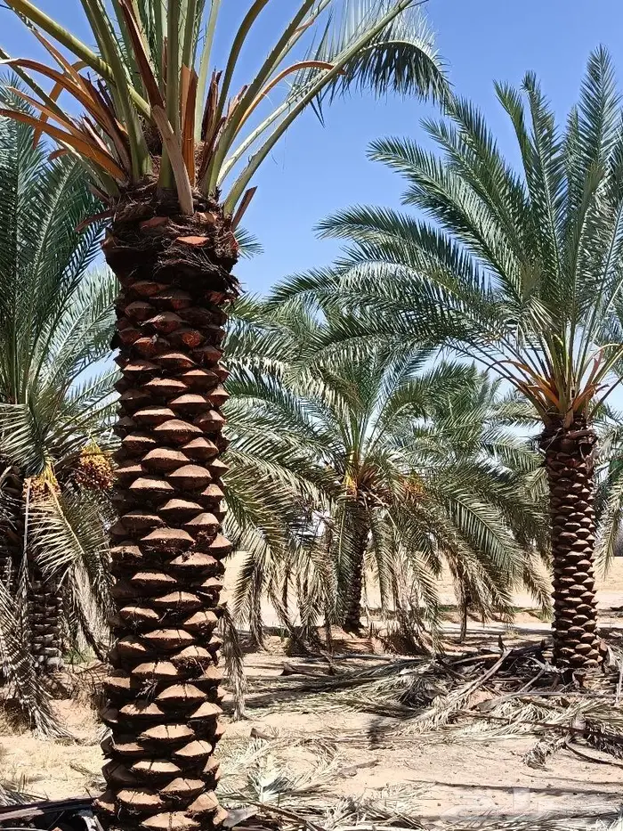 نخل للبيع مثمر الرياض رماح نخل بنبان نخيل الدرعيه نخل 7