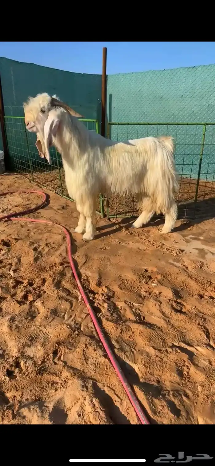 فحل مطور خصم(( تم البيع )) 0