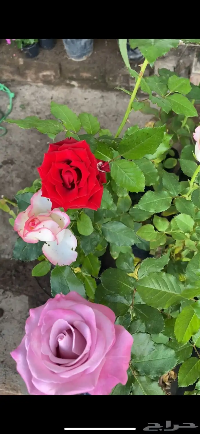 تنسيق الحدائق قص نجيله وتنسيق صناعي باقل من السوق 13