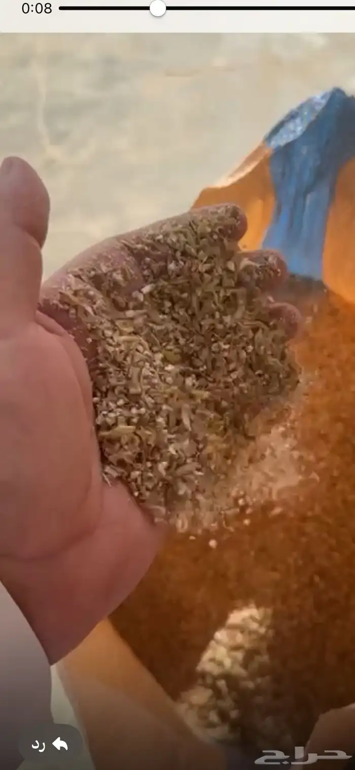 شعير مجروش 2