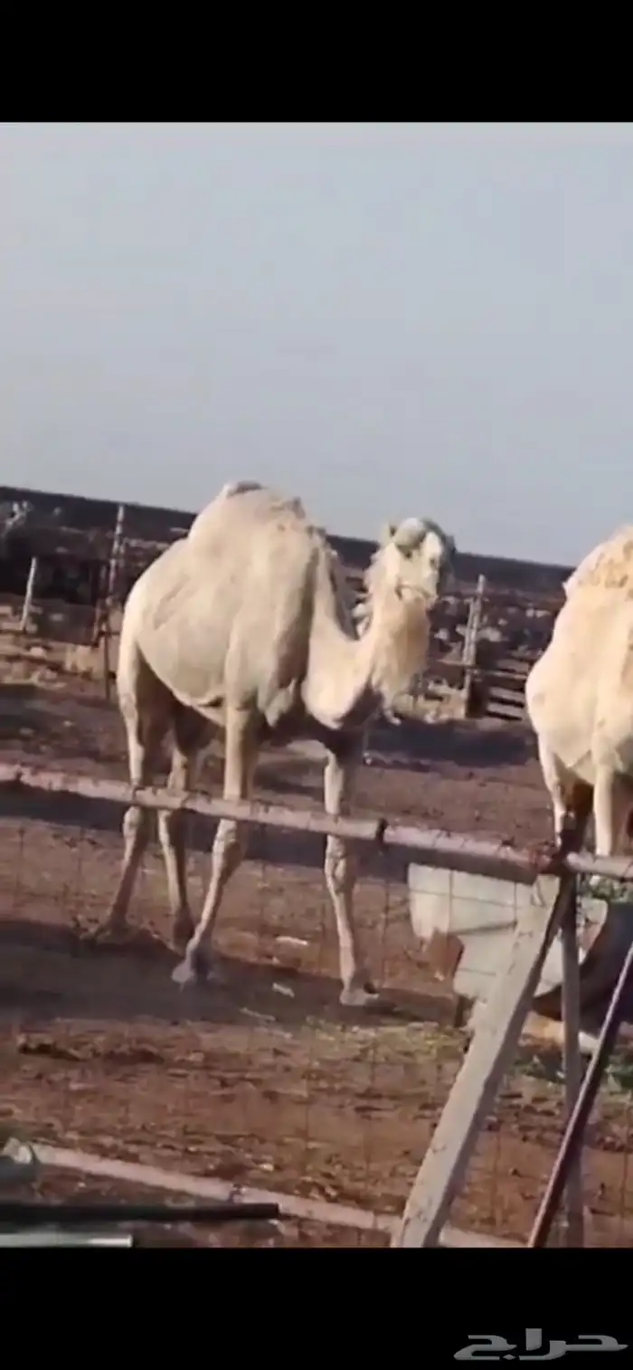 العمر   بكره خمس سنين وناقتين بين سبع سنين لسته ما سيمة 1