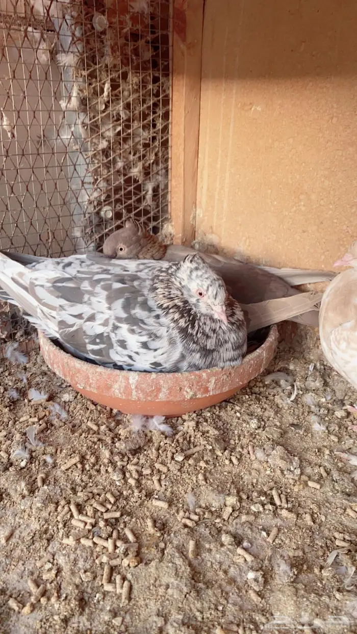 زوج حمام 1