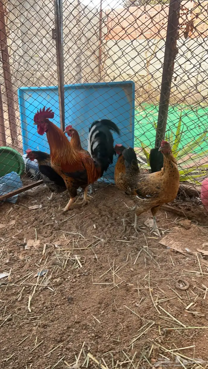 أطقم دجاج بلدي وافرنسي نظيف جدا 7