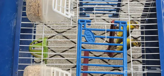 جوز حسون موزنبيقي ياسمين موزنبيقي 0