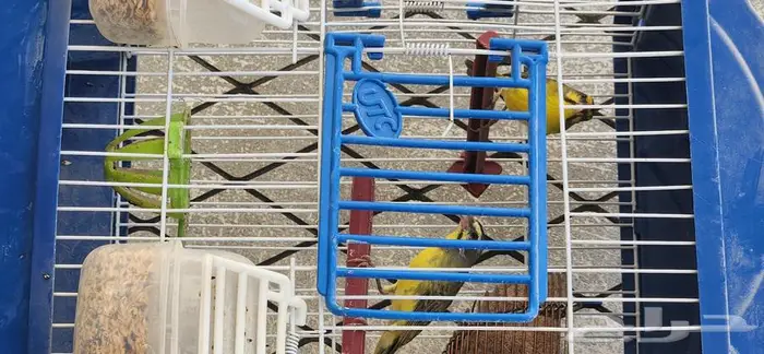 جوز حسون موزنبيقي ياسمين موزنبيقي 2