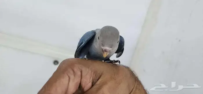 روز اليف وهدد 1