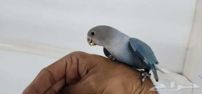 روز اليف وهدد 0