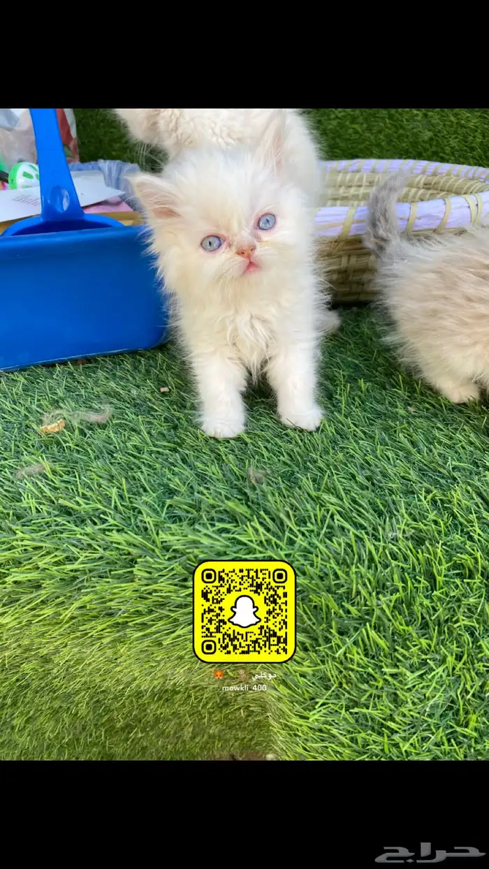قطط هملايا صغيره 3