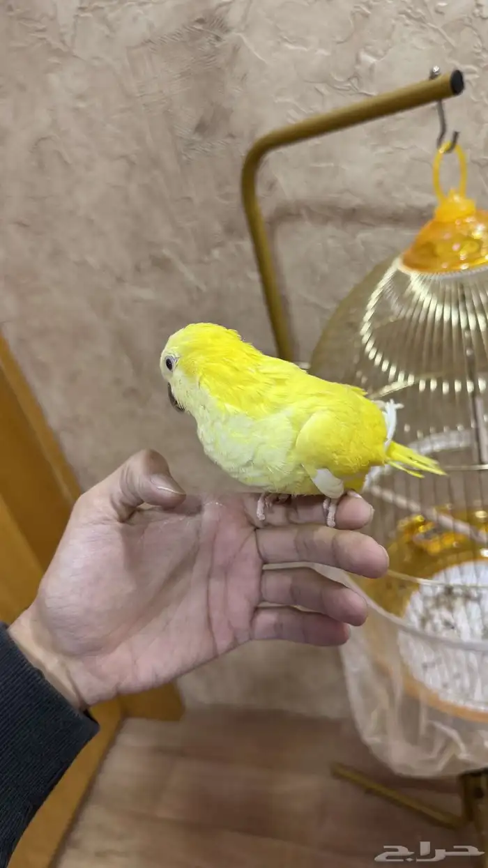 كويكر 4