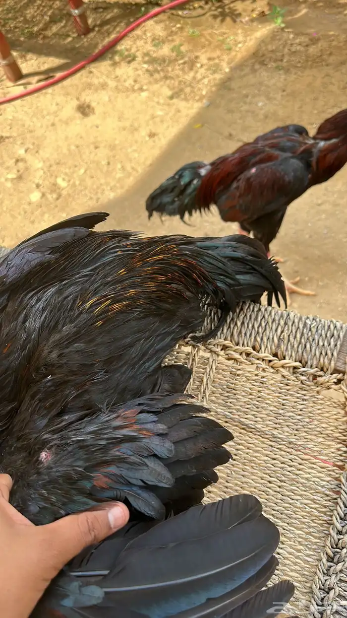 ديك باكستاني انتاج فواخر 1