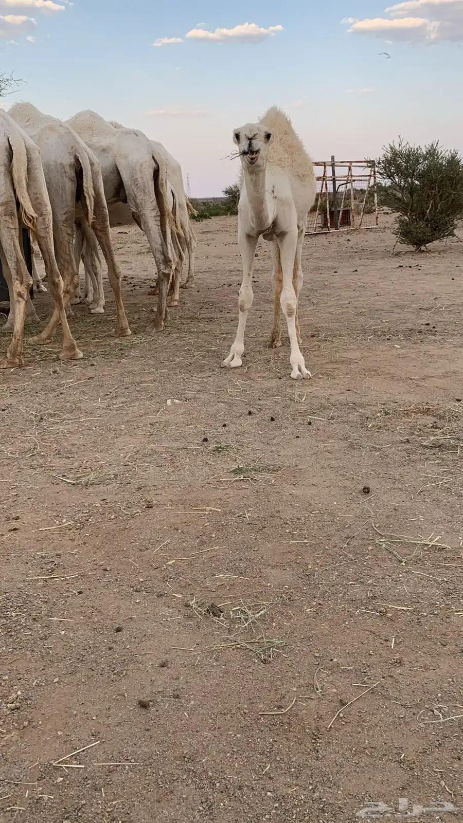 للبيع أبل وضح 7