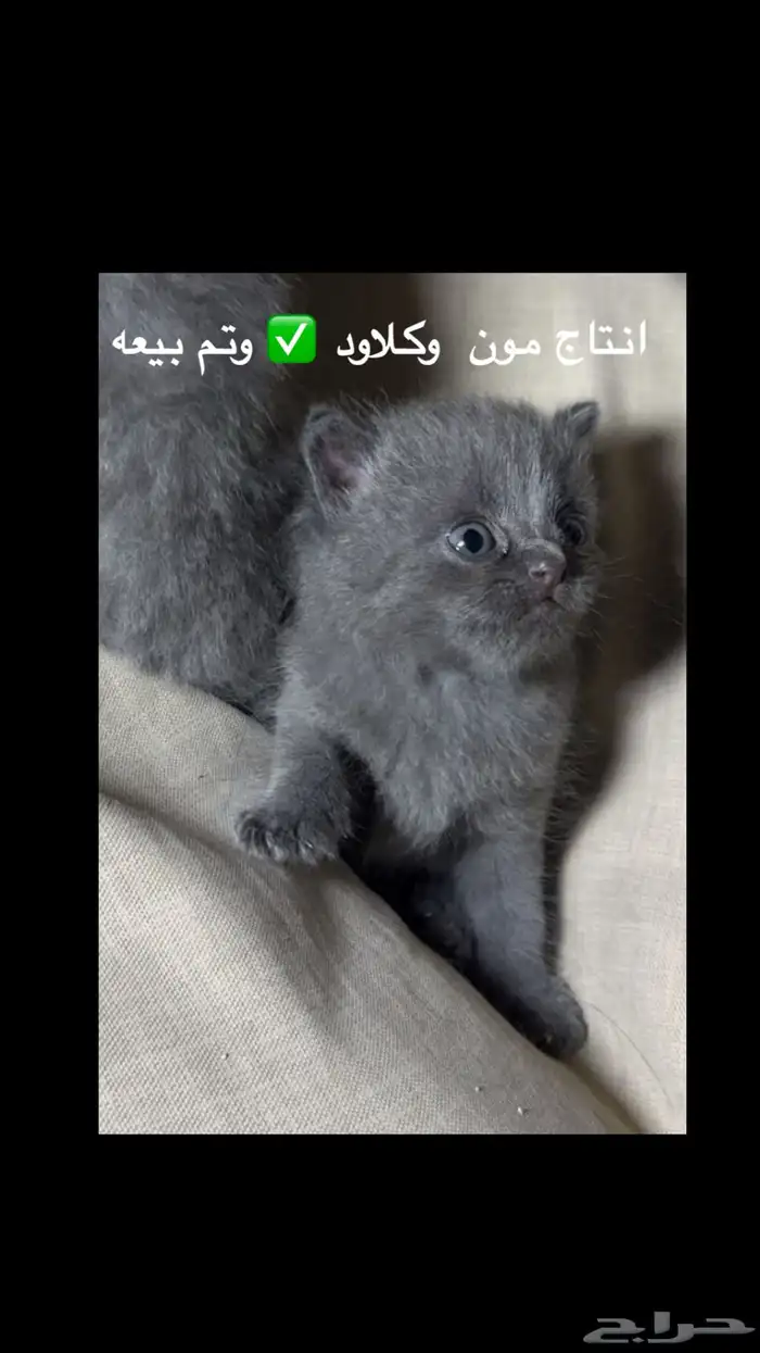 سكوتش فولد للتزاوج او للبيع 3