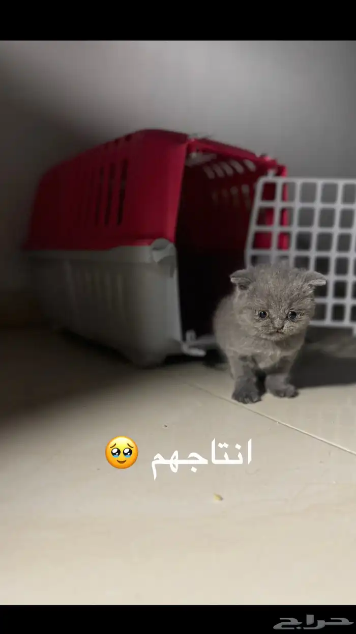 سكوتش فولد للتزاوج او للبيع 4