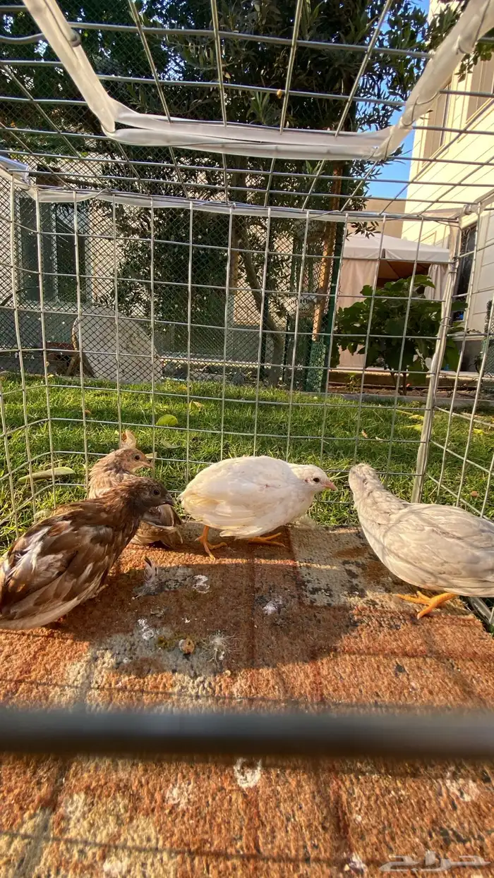 سمان صيني سمان ملكي 1