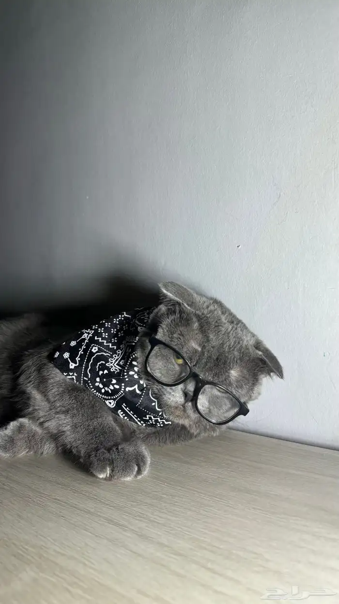 سكوتش فولد للتزاوج او للبيع 0