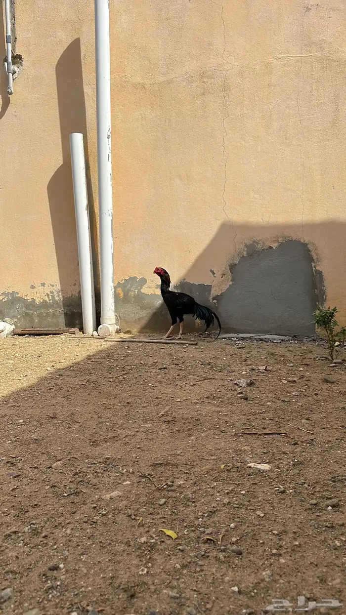 ديك باكستاني انتاج فواخر 6