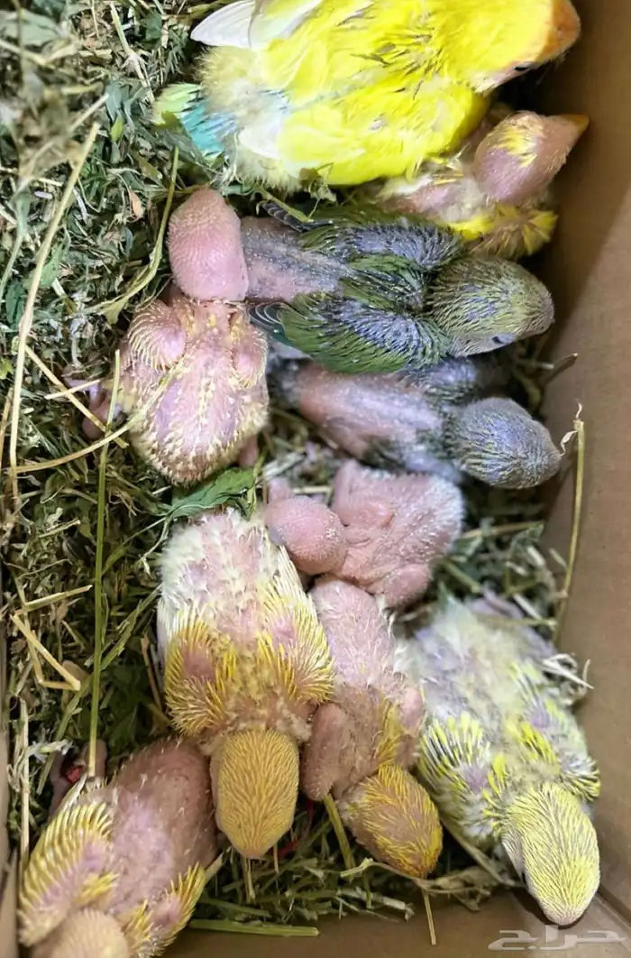 فروخ روز غر ((( تم البيع تم البيع جميع الفروخ جمله ))) 0