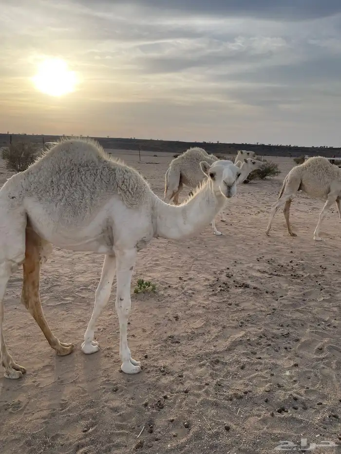 للبيع أبل وضح 21