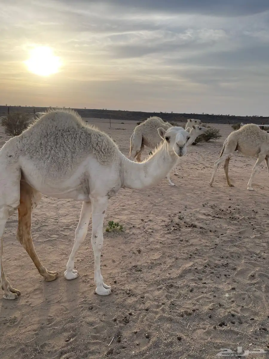 للبيع أبل وضح 21