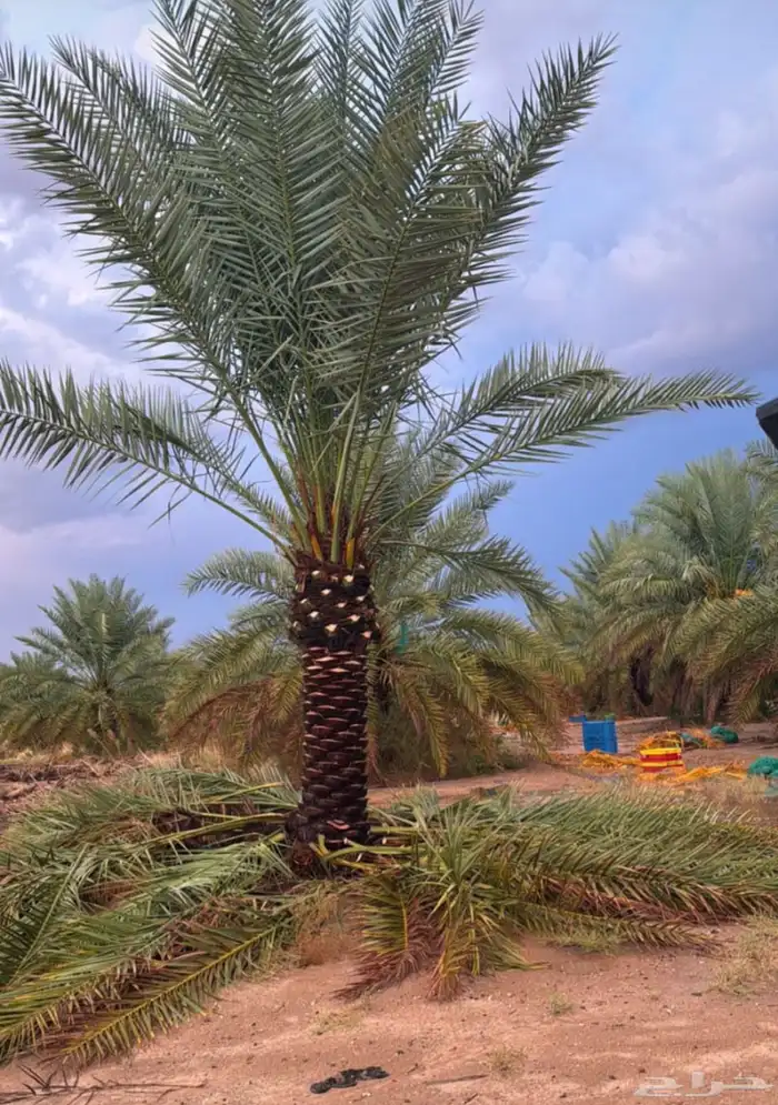 نخيل مثمر للبيع 4