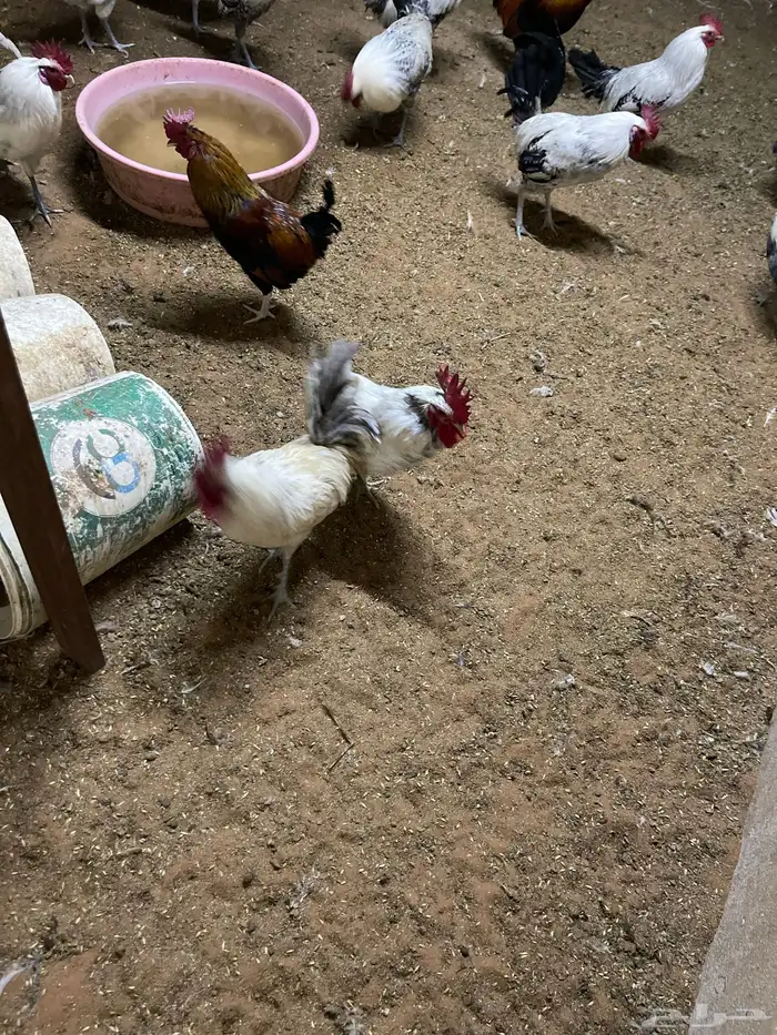 ديوك للبيع 1