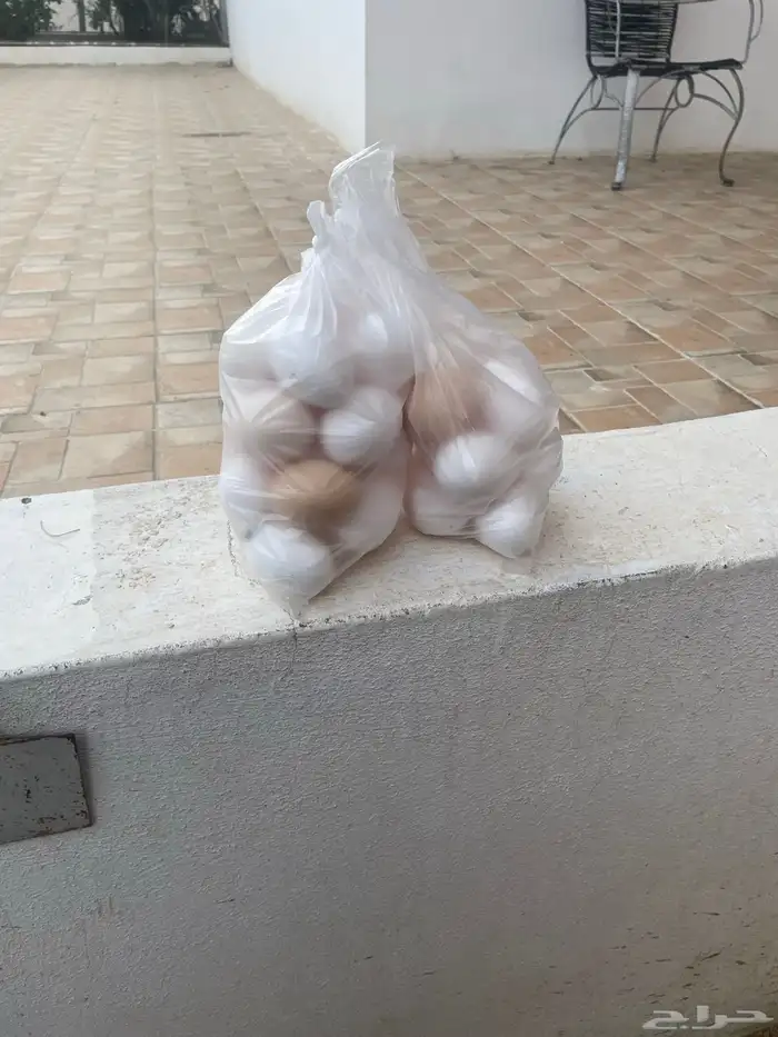 بيض دجال لوهمان 0