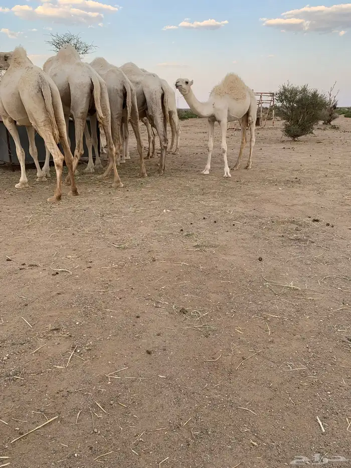 للبيع أبل وضح 6