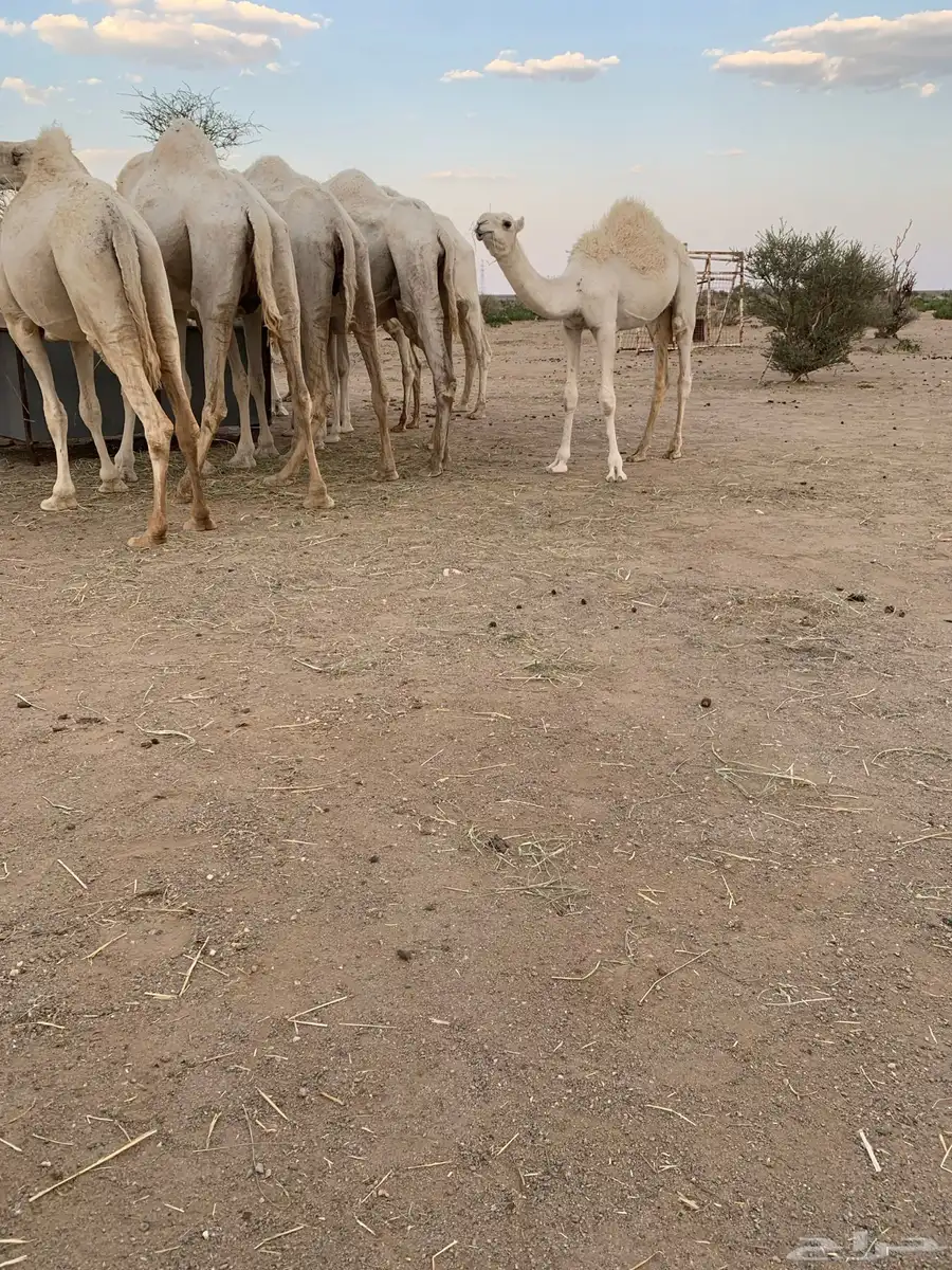 للبيع أبل وضح 6