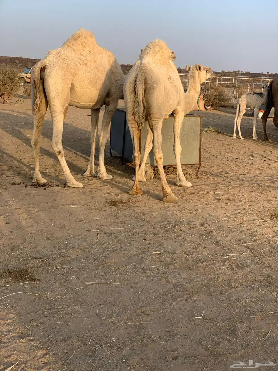 للبيع أبل وضح 2