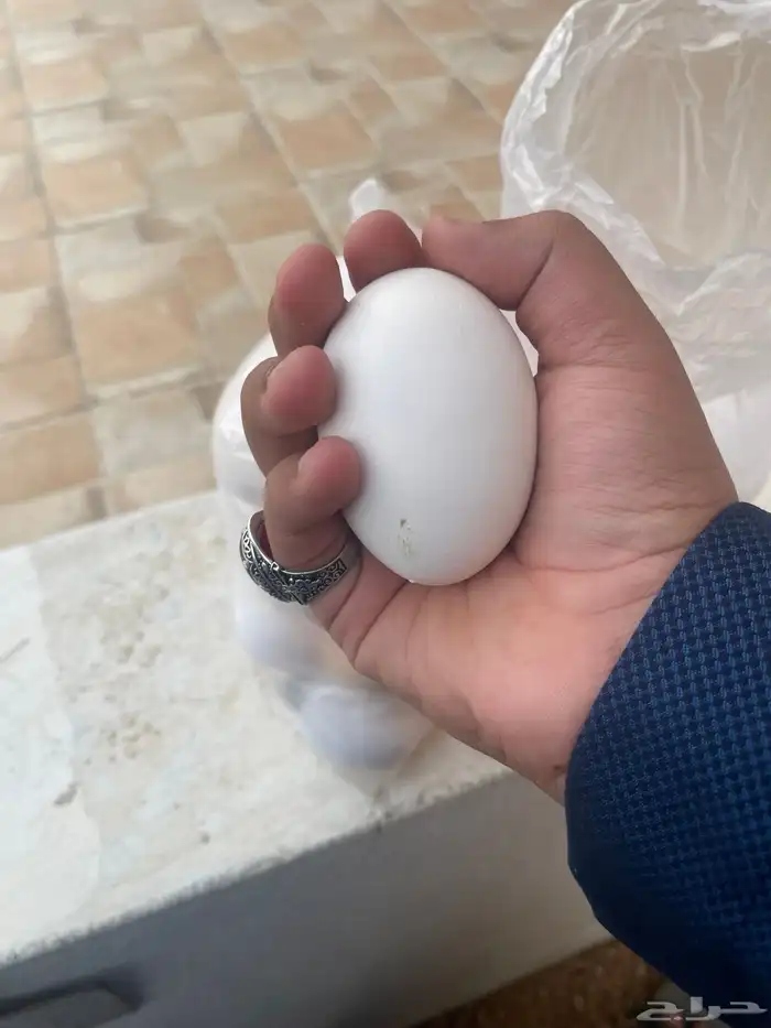 بيض دجال لوهمان 2