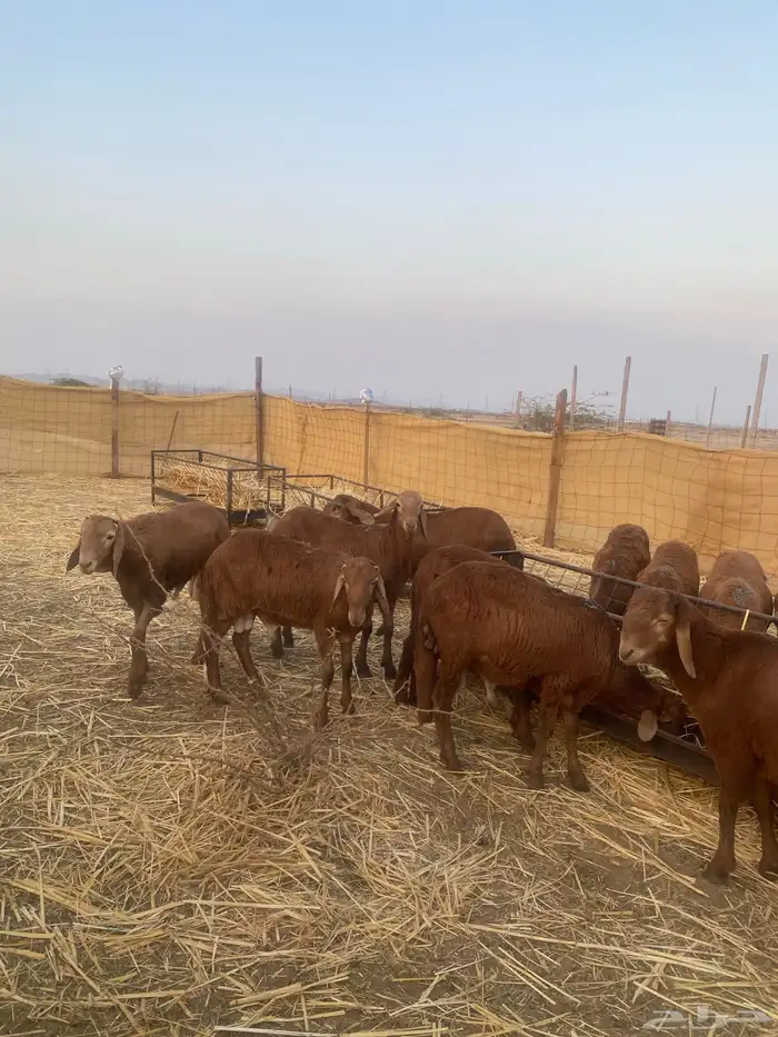 يتوفر لدينا سواكن حمري مرابي الموقع عمق 2