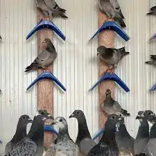 مشربيات معالف مشارب شرابه طيور مواشي ارانب قطط حمام صوص دجا 7