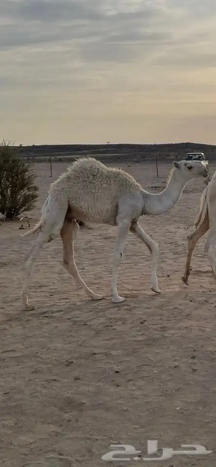 للبيع أبل وضح 20