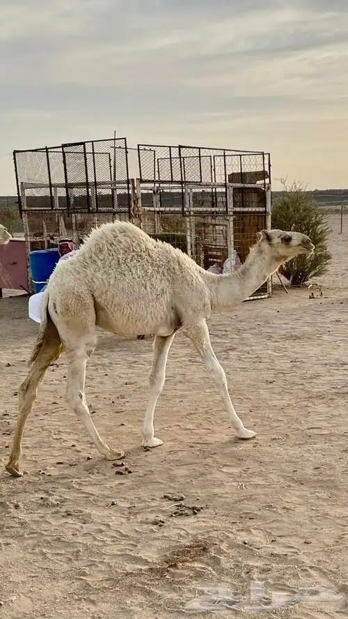 للبيع أبل وضح 18