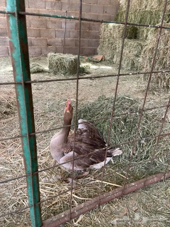 وز بلدي 1