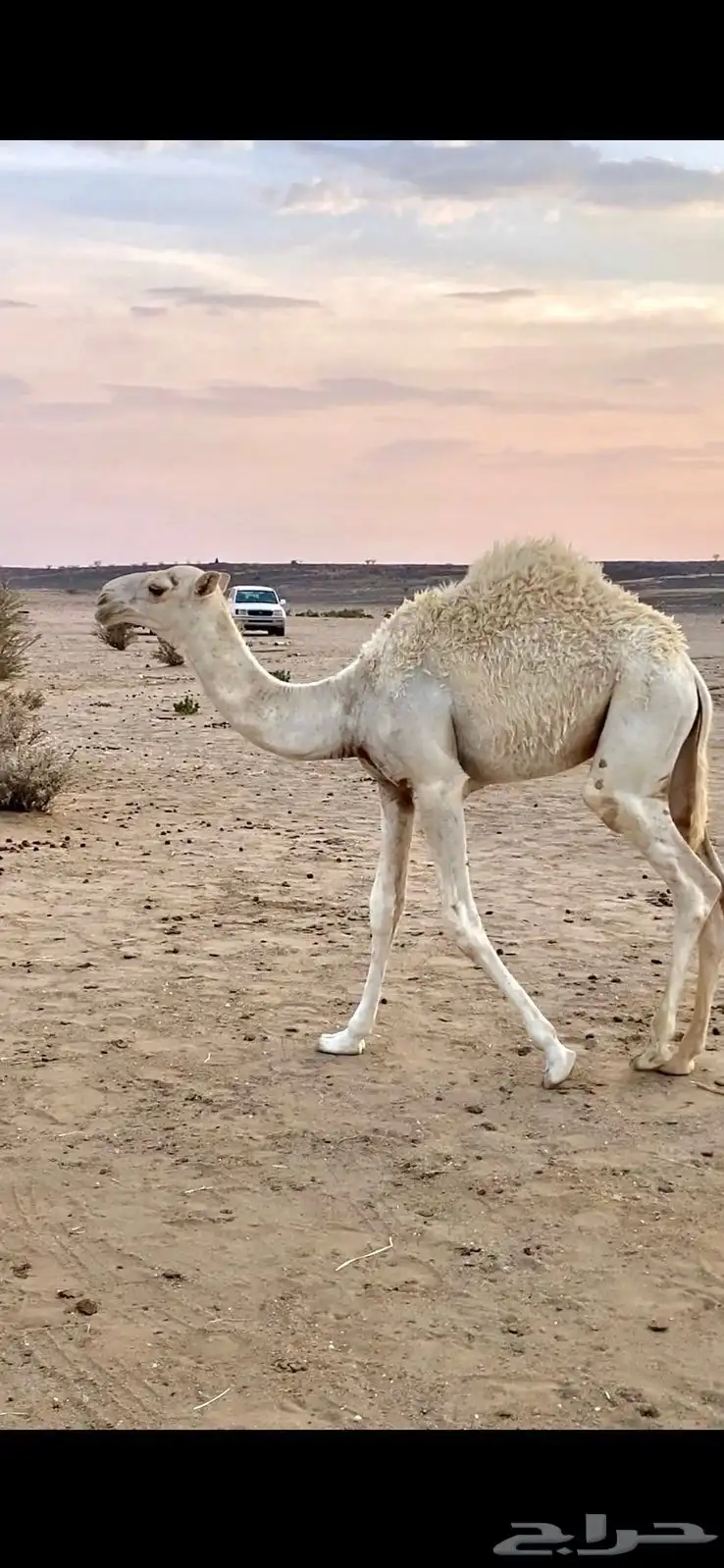 للبيع أبل وضح 9