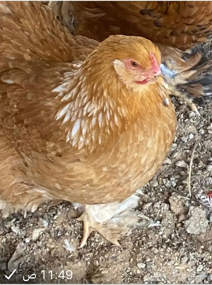 دجاج براهما 3 دجاج   3 ديك 0