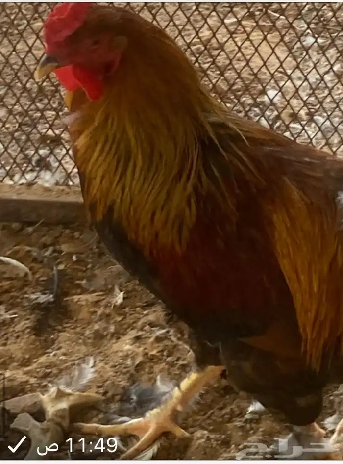 دجاج براهما 3 دجاج   3 ديك 3