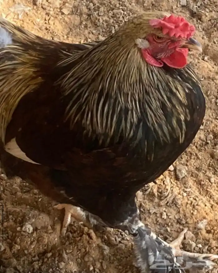 دجاج براهما 3 دجاج   3 ديك 1