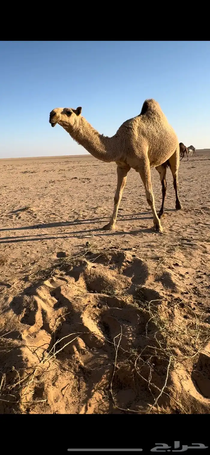 للبيع بكره حقه طيبه وقعود ضيار 1