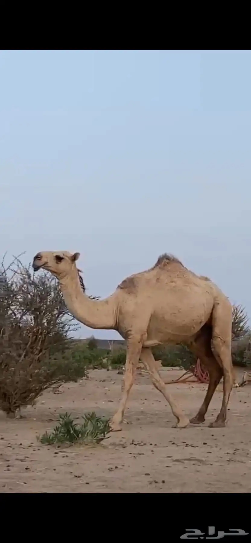 للبيع أبل وضح 12