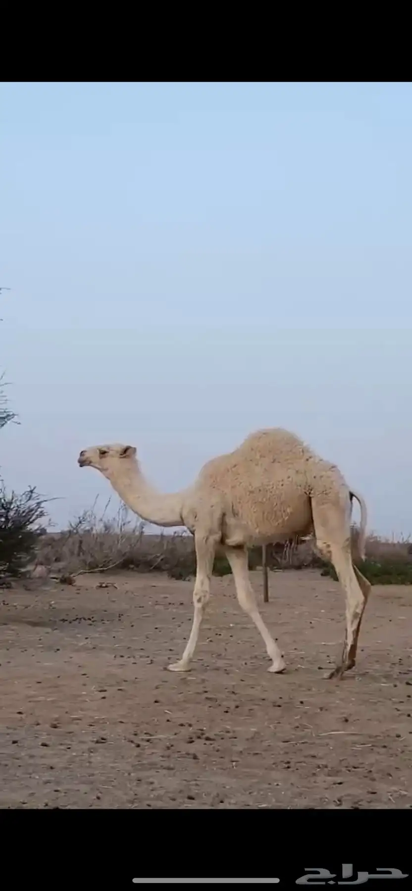 للبيع أبل وضح 14