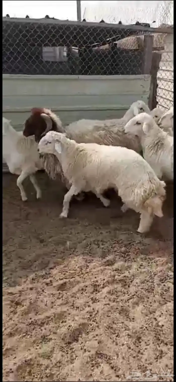 اضاحي للحجز خرفان حري ونعيمي 0