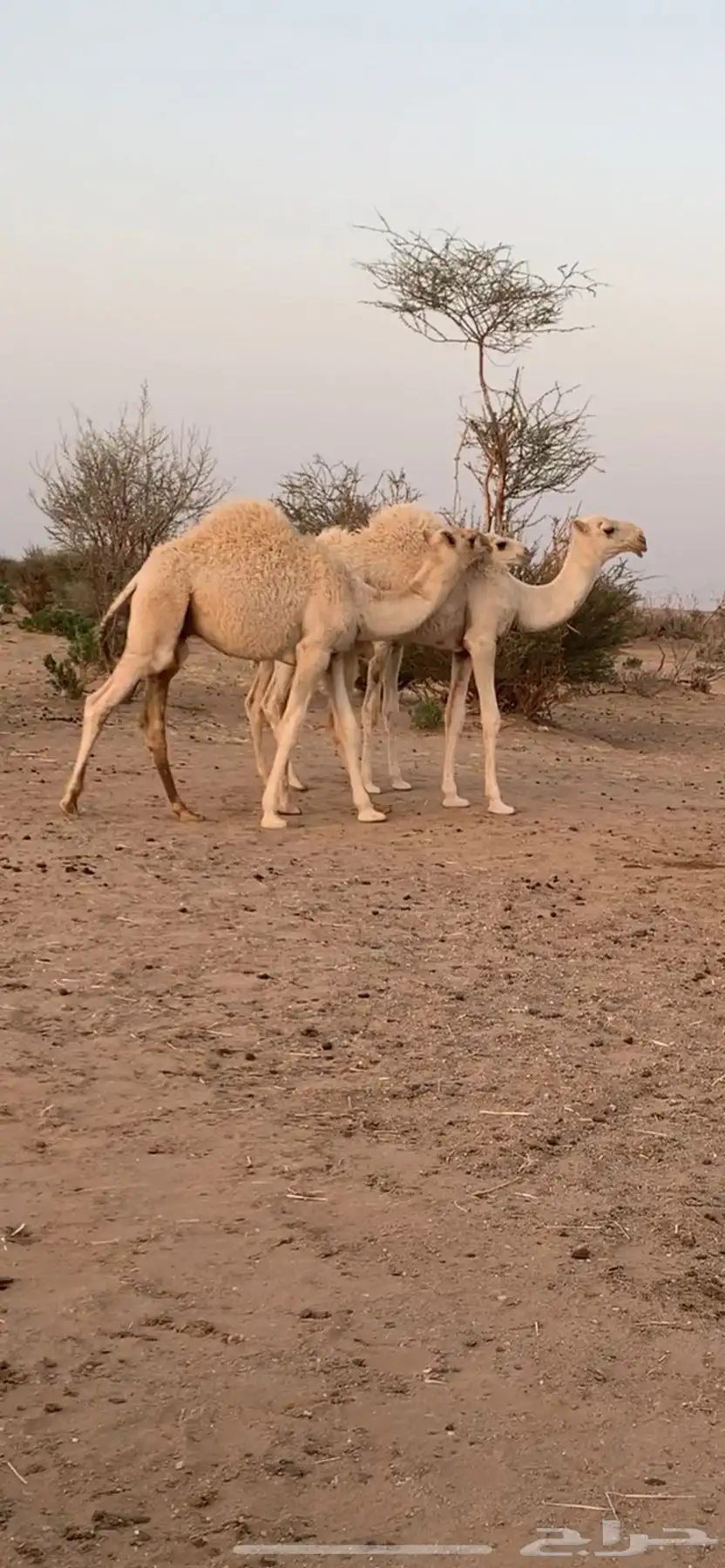 للبيع أبل وضح 3